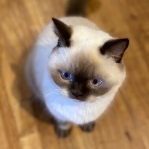 Meet your Posher, Ashley